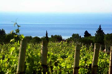 Château L'Hospitalet, Languedoc "La Clape"